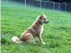 Adopt Sahara a Siberian Husky, German Shepherd Dog