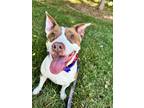 Adopt Darla a Pit Bull Terrier, Mixed Breed