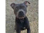 Adopt 56569976 a Terrier, Mixed Breed