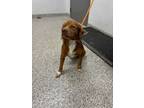Adopt Duchess a Spaniel, Mixed Breed