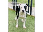 Adopt Cali a Pit Bull Terrier