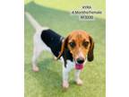 Adopt Kyra a Treeing Walker Coonhound