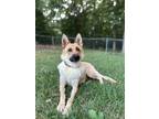 Adopt Tawny a German Shepherd Dog