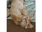 Adopt Spearfish24 a Domestic Medium Hair