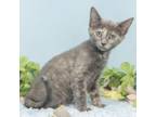 Adopt Mimi (Dilute Tortie) a Domestic Short Hair