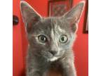 Adopt Roxie (Dilute Tortie) a Domestic Short Hair
