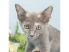 Adopt Layla (Dilute Tortie) a Domestic Short Hair