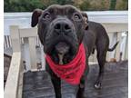Adopt Lovey a Pit Bull Terrier