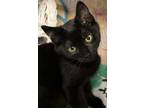 Adopt Juliet a Domestic Short Hair