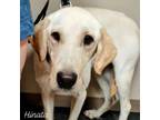 Adopt Hinata a Labrador Retriever