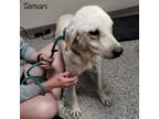 Adopt Temari a Labrador Retriever
