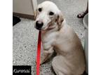 Adopt Kurenai a Labrador Retriever