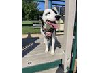 Adopt Autumn a Pit Bull Terrier, Hound