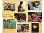 Adopt Daisy a Boxer