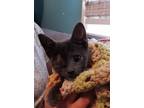 Adopt Elvira KITTEN a Domestic Short Hair