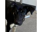 Adopt Baby Girl a Mixed Breed