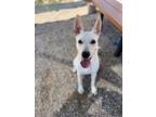 Adopt Bonnie a Shepherd