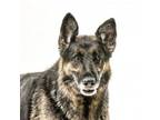 Adopt Bella Dee a German Shepherd Dog