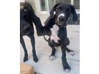Adopt Maud a Great Dane