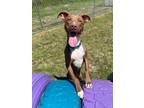 Adopt Squash a Mixed Breed