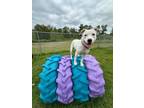 Adopt Pinky a Mixed Breed