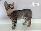 Adopt Libra a Manx