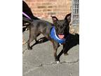 Adopt Delite a Mixed Breed