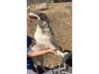 Adopt GA/Elsa a Brittany Spaniel