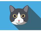 Adopt Sophia Loren a Domestic Medium Hair
