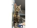 Adopt Astrid a Domestic Short Hair