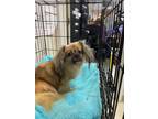 Adopt Paris a Pekingese, Tibetan Spaniel