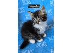 Adopt Wanda - Available Soon a Domestic Long Hair