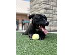 Adopt Jazz a Pit Bull Terrier, Mixed Breed