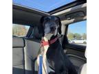 Adopt Thelma Lou a Hound