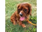 Adopt Texas Red Chili a Cavalier King Charles Spaniel