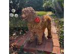 Adopt Cactus Blossom a Cocker Spaniel, Poodle