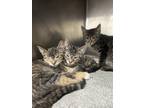 Adopt Greta a Domestic Short Hair