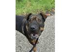Adopt Chani a Shar-Pei, Mixed Breed