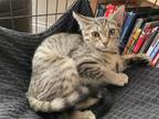 Adopt Maia a Tabby, Domestic Short Hair