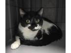 Adopt Fiona a Domestic Short Hair