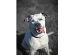 Adopt Kiwi a Dalmatian