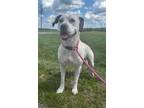 Adopt Guava a Dalmatian