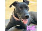 Adopt Evie a Pit Bull Terrier, German Shepherd Dog