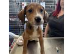 Adopt Sandy a Mixed Breed