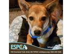 Adopt Misshu a Shepherd, Cattle Dog