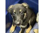 Adopt Sophie a German Shepherd Dog