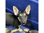 Adopt Stacie a German Shepherd Dog