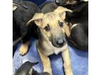 Adopt Samantha a German Shepherd Dog