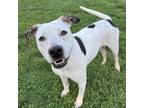Adopt Tots a Terrier