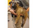 Adopt 30996 a German Shepherd Dog